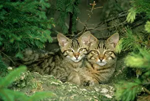 Silvestris: European Wild Cat KITTENS - cheek to cheek