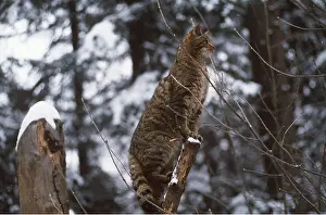 Outs: EUROPEAN WILD CAT - looking from branch perch