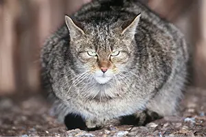 Contentment: European Wild Cat - looks at camera