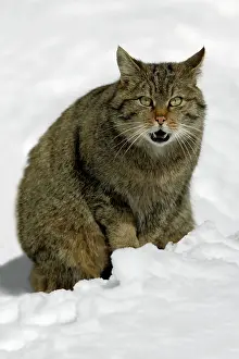 Miaowing: European Wild Cat - male sitting in snow, yowling