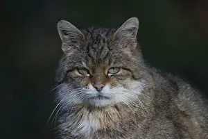 051217: European Wild Cat - Portrait of adult cat - Germany