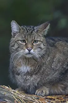 051217: European Wild Cat - Portrait of adult cat - Germany
