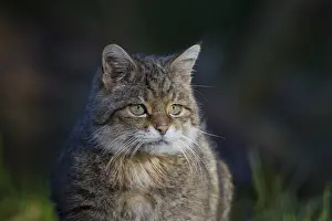 051217: European Wild Cat - Portrait of adult cat - Germany