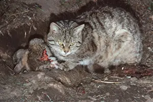 Blood: European Wild Cat With Rabbit Prey