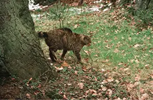 Scenting: European Wild Cat - Scent Marking tree