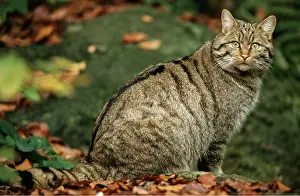 Startled: European Wild Cat - sitting