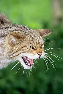 Hissing: European Wild Cat - snarling, close-up