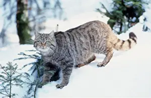 Johan De Meester: European Wild Cat - in snow