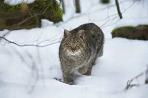 Silvestris: European Wild Cat - walking through snow covered