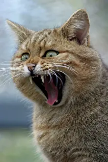 Fangs: European WILD CAT - yawning