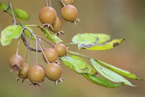 Pears: European Wild Pear fruits on tree
