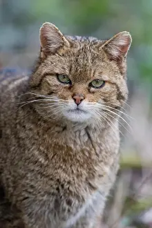 Wald: European wildcat (Felis silvestris), Bavarian Forest