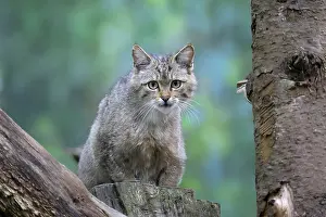 Trunks: European wildcat (Felis silvestris)