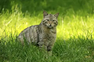 Alertness: European wildcat (Felis silvestris)
