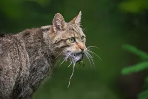Captured: European Wildcat (Felis silvestris), with captured