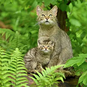 Silvestris: European wildcat (Felis silvestris silvestris)