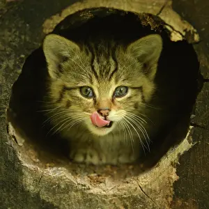 Silvestris: European wildcat (Felis silvestris silvestris)