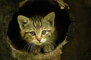 Silvestris: European wildcat (Felis silvestris silvestris)