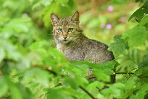 Silvestris: European wildcat (Felis silvestris silvestris)