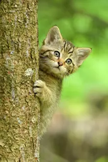 Silvestris: European wildcat (Felis silvestris silvestris)