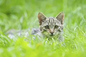 Environment Protection: European wildcat (Felis silvestris silvestris) on a meadow