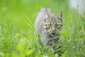 Type: European wildcat (Felis silvestris silvestris) on a meadow