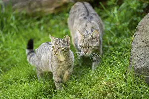 Type: European wildcat (Felis silvestris silvestris) on a meadow