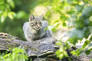 Trunks: European wildcat (Felis silvestris silvestris) on an old