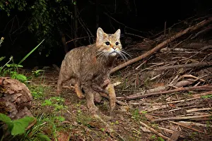 Silvestris: European wildcat (Felis silvestris), Thuringia