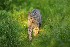 Isolated: European wildcat (Felis silvestris) walking through the grass