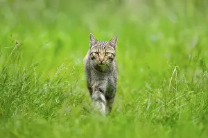 Isolated: European wildcat (Felis silvestris) walking through the grass