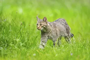 Isolated: European wildcat (Felis silvestris) walking through the grass