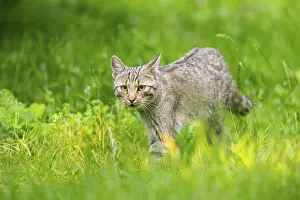 Isolated: European wildcat (Felis silvestris) walking through the grass