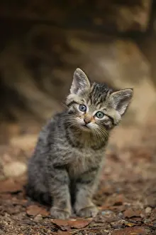 Wald: European Wildcat (Felis silvestris), young animal