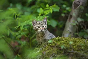 Wald: European Wildcat (Felis silvestris), young animal