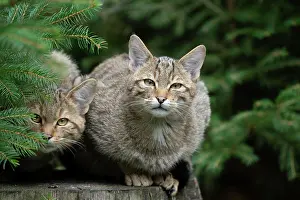 Predatory: European wildcats (Felis silvestris), kittens sitting