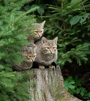 Predatory: European wildcats (Felis silvestris) sitting on