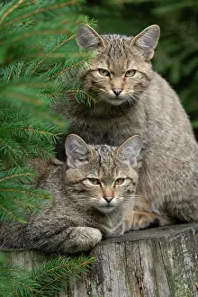 Predatory: European wildcats (Felis silvestris) sitting on