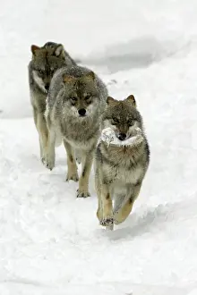 Chased: European Wolf - 1 animal with a bone being chased