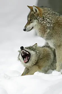 Submissive: European Wolf - 2 animals in the snow, 1 yawning, winter
