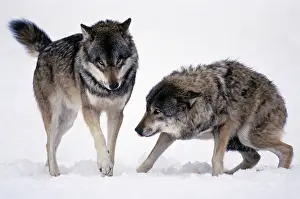 Submissive: European Wolf - 2 animals in snow, one showing