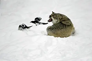 Annoying: European Wolf - 2 magpies annoying resting wolf