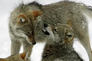 Aggressively: European Wolf - 2 young animals in winter, one