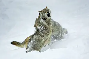 Rank: European Wolf - 2 young wolves fighting, in snow