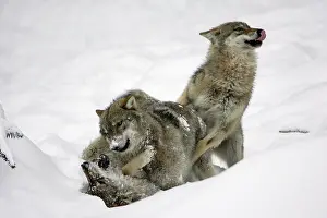 European Wolf - 3 young animals playing in snow