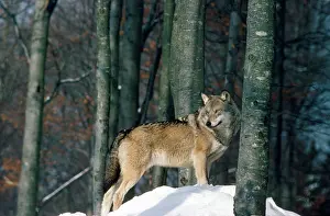 Canus: European Wolf