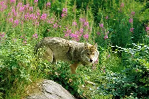 Canus: EUROPEAN WOLF