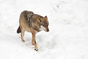 Februari: European Wolf