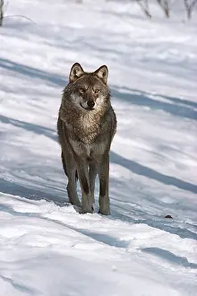 Wolves: EUROPEAN WOLF