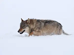 Czech: European Wolf-adult is crossing a snow covered meadow, Czech